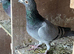 Quality racing pigeons, stock birds for sale