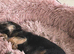 Border terrier pups