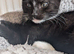 Kittens still looking for their new home***