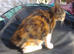 Kitten s Maine coon cross