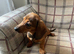 2 stunning miniature dachshund girls