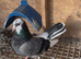 Pigeons