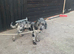 Stunning pra clear miniature poodles for stud