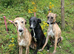 3 male whippetts