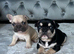 French bulldog puppies