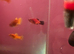 Swordtails for sale