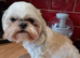 Selena &ndash; Beautiful Shih Tzu Girl