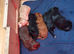 Cockapoo Puppies For Sale!!