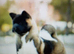 Akita puppy for sale