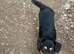 Indy is looking for a home