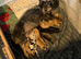 2 beautiful boys left out of a litter of 5
