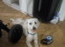 Dog for sale