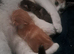 Beautiful boy kitten white and black 3 weeks old