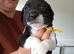 Stunning litter of sprollie pups