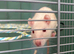 Two 5 month old female fancy rats for sale