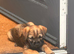 Border terrier