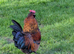 Free to a good home, lovely, gentle cockerel.
