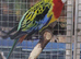 RARE Black Rosella & yellow, red