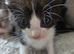 Heavily reduced ready now half siamese half sphynx