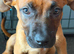 10 week old Belgian malinois