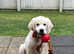 CHAMPION BRED KC STUD DOGS  EXCELLENT HEALTH TESTS
