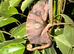 Female blue ambanja panther chameleon