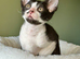 Beautiful Cornish Rex Kittens Ready Now