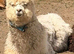 11 month old male alpaca