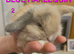 Mini lop babies