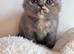 beautiful exotic chunky kittens high quality