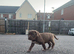 Mastiff