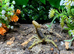 Desert Hairy Scorpion at Birmingham Reptiles