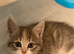 Half Siberians