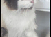 Pure female ragdoll