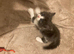 Kittens for sale