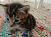 Kittens