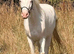 Unspoilt 3yr old Cremello Connemara Gelding 3yrs 14hh