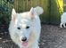 Proven - White German Shepherd Dog - at Stud