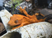 * Young Crested gecko and Setup*