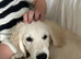 15 week old golden retriever for sale