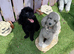 KC reg pure toy poodle black female prcd pra clear