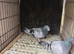 Selling 2 racing pigeon