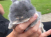 3 week old mini lops. Ready to go in 5 week
