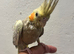 Hand Reared Cockatiels