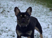 Male French bulldog