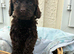 Beautiful cockapoo puppies