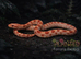 Baby Corn Snakes Various Morphs