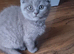 Last Beautiful Female kittens