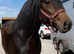 Poppy - Gorgeous Weight Carrier Type Mare