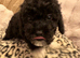 4 Stunning cockapoo puppies
